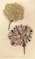 Œillet picoté et œillet écarlate (illustration de Sydenham Edwards, gravure de F. Sansom)