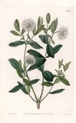 Pimelea Variete - du Botanical Register de Sydenham Edwards