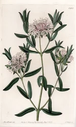 Pimelea sylvestris, originaire d