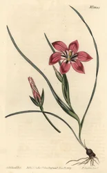 Romulea flava
