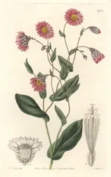 Rhodanthe rose, originaire d