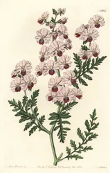 Orchidée du pauvre