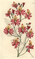 Orchidée du pauvre, Schizanthus grahamii