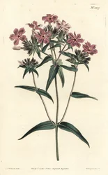 Phlox des prairies, Phlox pilosa