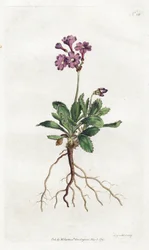 Primevère marginée - Lithographie par Sydenham Edwards, planche du Botanical Magazine de William Curtis