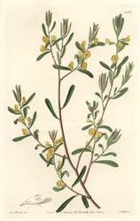 Pultanea flexilis, originaire d