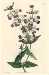 Pagode chinoise violette, originaire de Californie - du Botanical Register