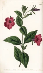 Pétunia à fleurs pourpres