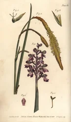 Orchidée pourpre, Orchis mascula, Gynandria