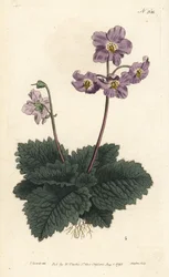 Ramonde des Pyrénées