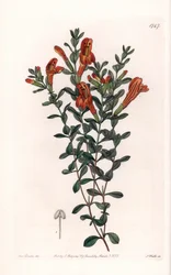 Clinopode rouge variété