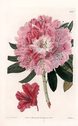 Rhododendron hybride Variete - Gravure par S.Watts, d