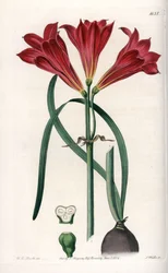 Rodophiale bifide