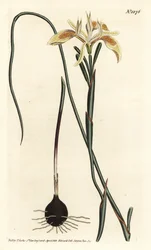 Moraea à feuilles roulées