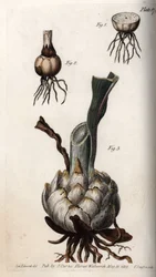 Racine et bulbe de lys. Gravure sur cuivre coloriée, illustration de Sydenham Edwards (1768-1819) pour les conférences de botanique, jardin botanique de Lambeth (Angleterre)