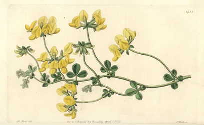 Lotus des sables