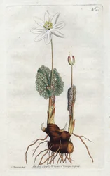 Sanguinaire du Canada