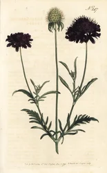 Scabieuse des jardins