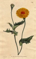 Scorsonère de Tanger ou herbe aux vipères à feuille de pavot, fleurs jaunes avec cœur cramoisi. Gravure à la main par Sydenham Edwards du Botanical Magazine de William Curtis