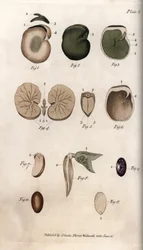 Graines et leurs sections : variétés de haricot commun et graine de figue. Gravure sur cuivre coloriée, illustration de Sydenham Edwards (1768-1819) pour les conférences de botanique, jardin botanique de Lambeth (Angleterre)