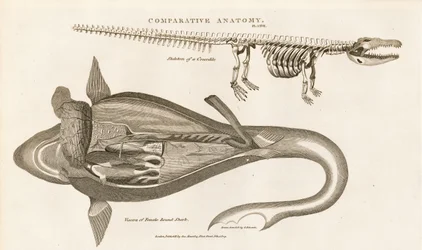 Anatomie du requin et squelette du crocodile