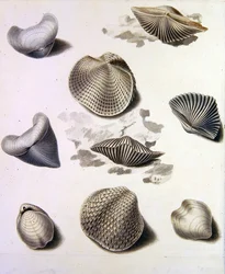 Coquillages et flore marine