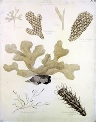 Coquillages et flore marine