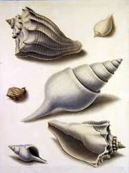Coquillages et flore marine