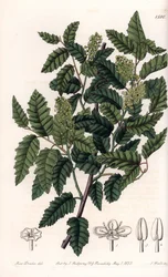 Arbuste Schinus latifolia, variété de poivre
