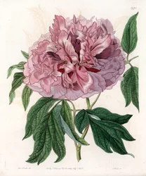 Pivoine arbustive ou pivoine des moutons - Gravure de S. Watts, d
