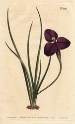 Patersonia soyeuse à fleur pourpre foncé