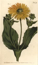 Silphium ou rosinweed, Silphium asteriscus, Polygamia nessaria