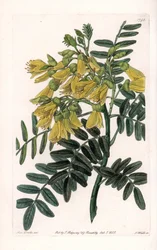 Sophora sud-américaine variete - du Botanical Register de Sydenham Edwards