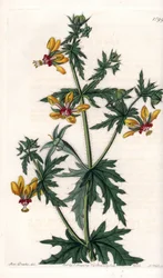 Pavot épicé