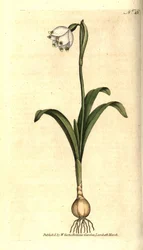 Perce-neige de printemps - Leucojum vernum