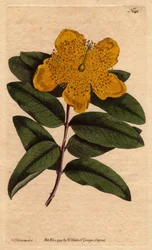 Millepertuis à grandes fleurs jaunes. Hypericum calycinum. Gravure à la main en couleur d