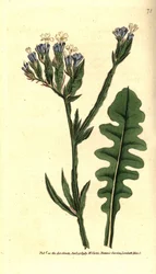 Statice sinuée