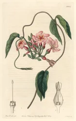 Échite stellaire, natif du Brésil