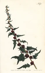 Épinard-fraise dans une baguette - Chénopode feuillé, Chenopodium foliosum (Blite en épi, Blitum virgatum). Gravé par Sansom d
