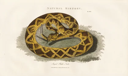 Serpent à sonnettes rayé