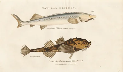 Sturgeon et Pogge