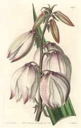 Superbe Yucca (illustration de Sarah Anne Drake)
