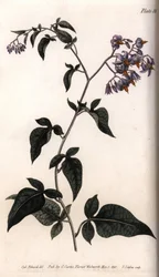 Douce-amère. Gravure sur cuivre coloriée, illustration de Sydenham Edwards (1768-1819) pour Conferences of Botanical, Jardin botanique de Lambeth (Angleterre)