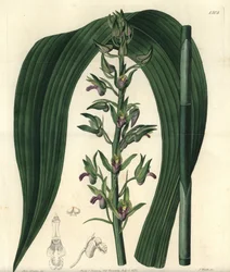 Variété d
