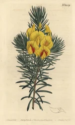 Le cotter ou buisson de miel, Cyclopia genistoides