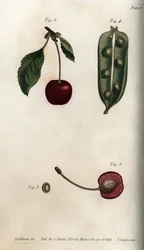Péricarpe du pois et section du fruit du cerisier (illustration de Sydenham Edwards)
