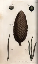 Le péricarpe de la groseille a maquereau, fruit du pin sylvestre et murs de trèfle (ou ravenelle)