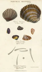 Coquille épineuse, Cardium echinatum, purr tronqué, Donax crenulata, et coquille à huit crêtes, Dentalium octangulatum