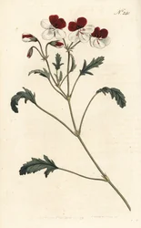 Bec-de-grue tricolore, Pelargonium tricolor. Gravure à la main par Sansom d