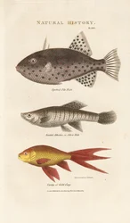 Trois poissons marins